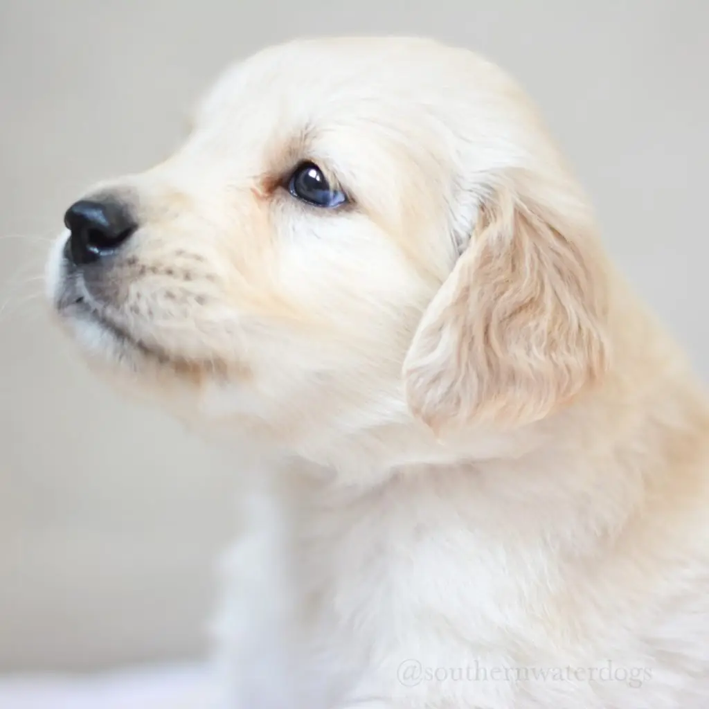 6 week old golden retriever puppy