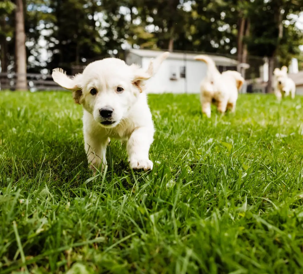 Puppy playing in the grass