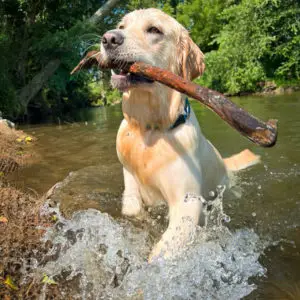 dog catching a stick in the river
