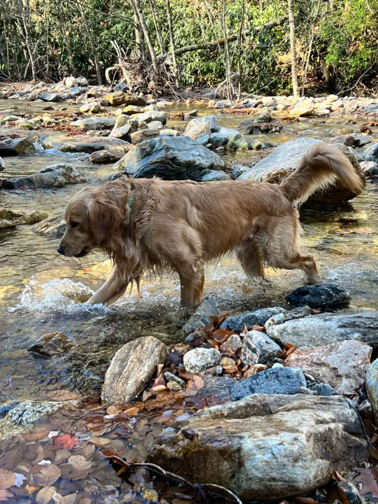 Dog wading through creek water