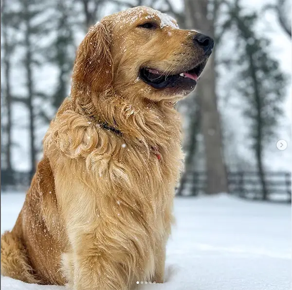 golden retriever in the snow