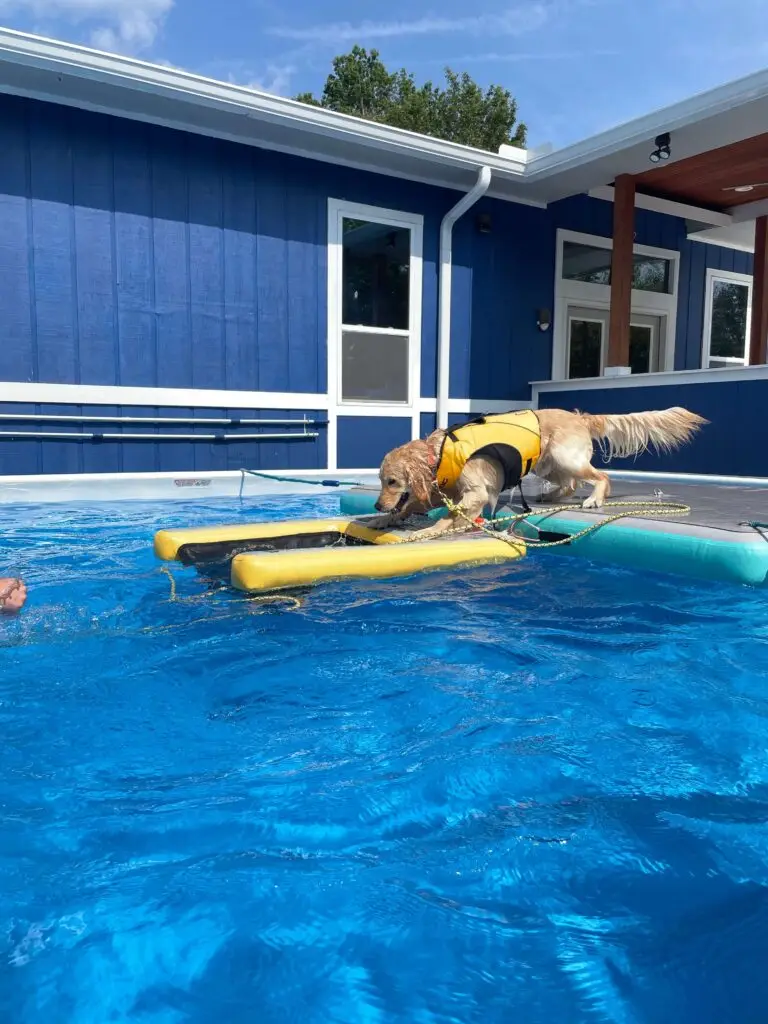 Dog jumping off side of pool during dock diving class