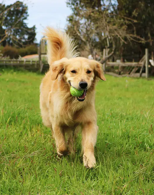 Golden retriever rescue dog running through a field
