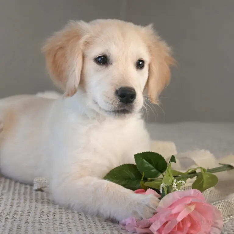 Golden retriever puppy for sale named Lilly
