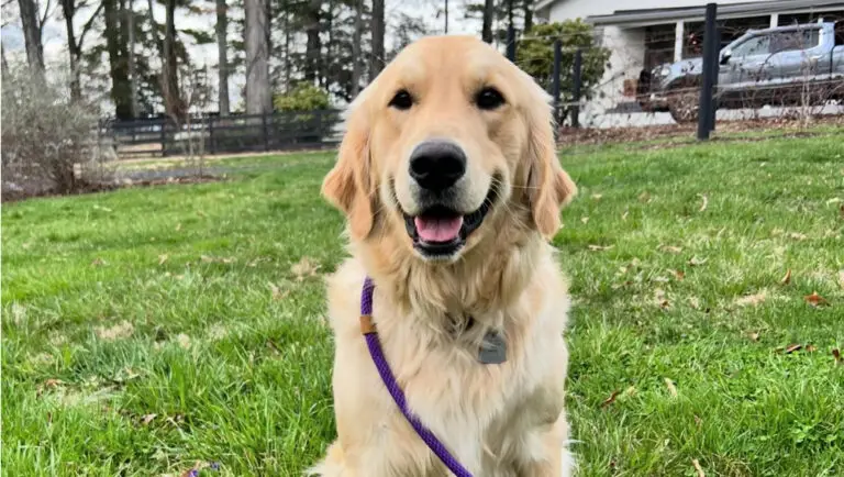 rescue dogs near asheville nc