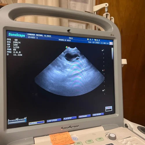Ultrasound of puppies