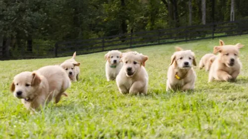 cute-golden-retriever-puppies